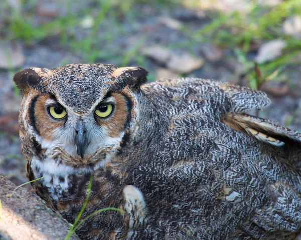 Owl bird perched with bokeh background displaying brown feathers, big eyes, beak, head, feet, ghosly face.