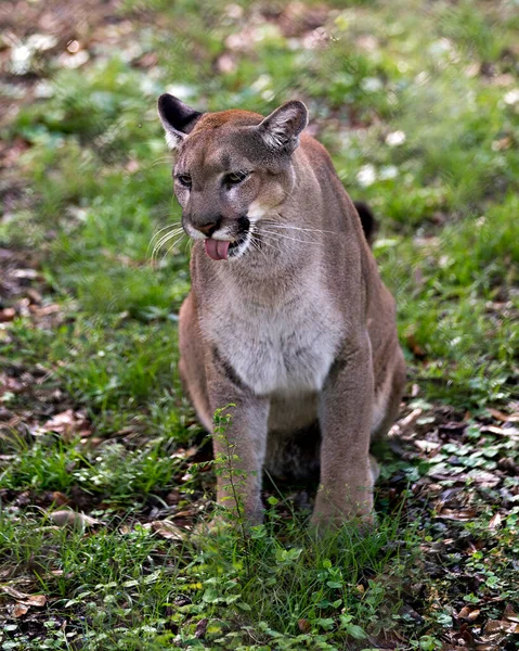 Panther Animal Vista Primer Plano Del Perfil Con Fondo Follaje — Foto de Stock