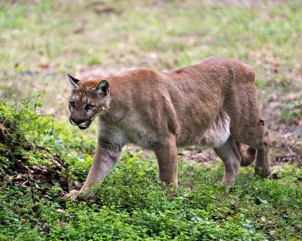 Florida Panther Caminando Campo Entorno Alrededores Mientras Expone Cuerpo Cabeza —  Fotos de Stock