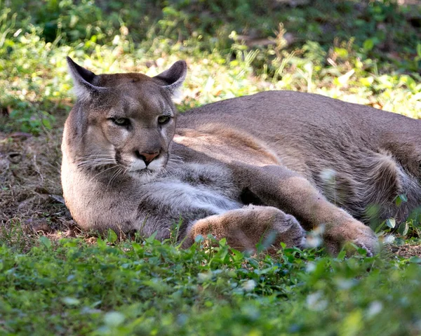 Panther animal  close-up profile view resting and displaying brown fur, head, eye, nose, mouth, tail and paws in its environment and surrounding.