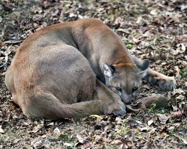 Pantera Animal Florida Descansando Campo Mostrando Piel Marrón Cabeza Orejas —  Fotos de Stock