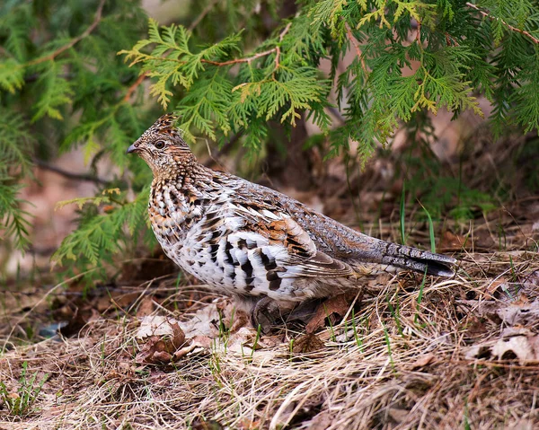 Partridge Ptaków Spacerujących Lesie Sezonie Jesiennym Drzewa Pozostawia Tło Jego — Zdjęcie stockowe
