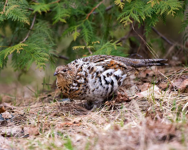 Pássaro Perdiz Vista Perfil Close Andando Floresta Temporada Outono Seu — Fotografia de Stock