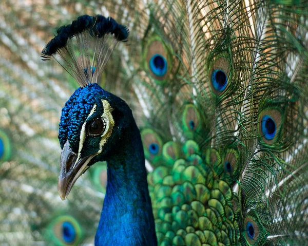 Peacock Madár Fej Lövés Közelkép Profilt Gyönyörű Színes Madár Peacock — Stock Fotó