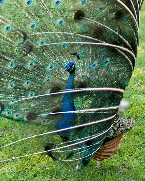 Pavão Belo Pássaro Colorido Pavão Exibindo Dobra Aberta Ventilador Elaborado — Fotografia de Stock