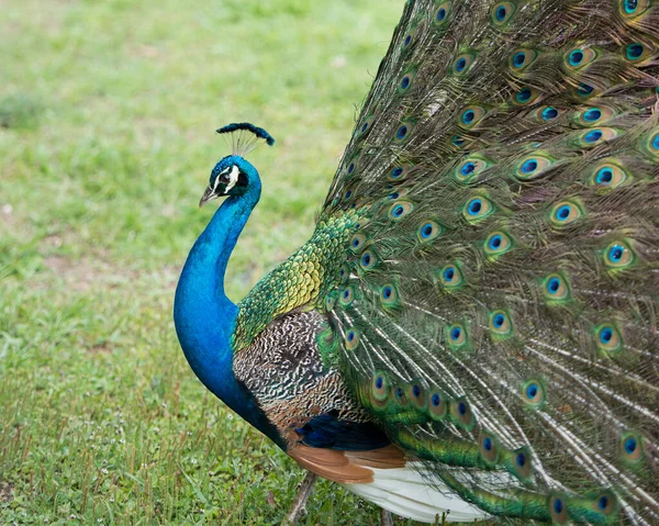 Peacock Pták Krásný Barevný Pták Peacock Pták Zobrazující Složitý Otevřený — Stock fotografie