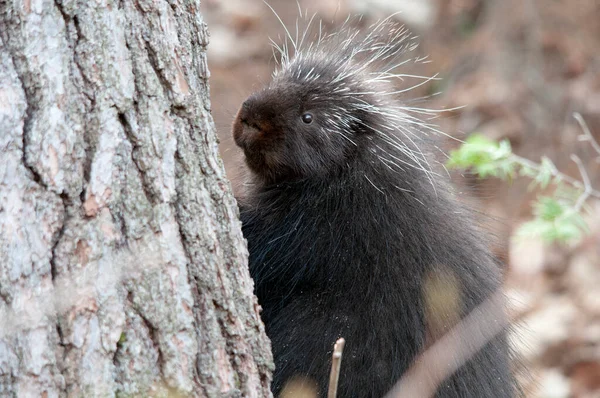 Porcupine Animal Close Profile View Tree Bokeh Background Display Body — Stockfoto