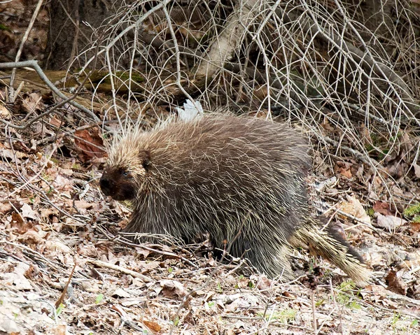 Animale Porcospino Che Mostra Suo Corpo Testa Cappotto Spine Affilate — Foto Stock