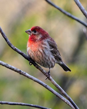 Kırmızı Finch kuş yakından profil görüntüsü, bir dalın üzerine tünemiş kırmızı bir arka plan ile güzel kızıl başını, gagasını, ayaklarını, göz ve kahverengi tüylerini çevresindeki ve çevresindeki.