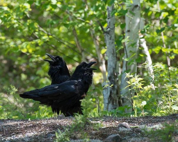 Raven Bird Forest Ground Concert Screaming Sing Its Environment — стоковое фото