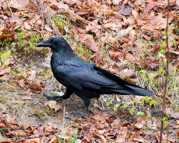 Raven Bird Expondo Seu Corpo Cabeça Bico Olho Plumagem Preta — Fotografia de Stock