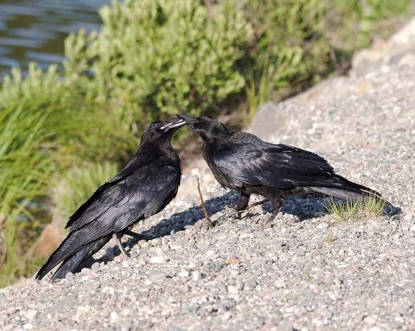 Rabenvögel Nahaufnahme Die Kopf Auge Schnabel Schwarzes Gefieder Mit Unscharfem — Stockfoto