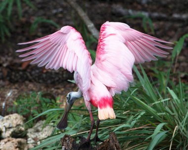 Kanatları açık ve çevresi yapraklarla çevrili gül kaşıklı kuş..