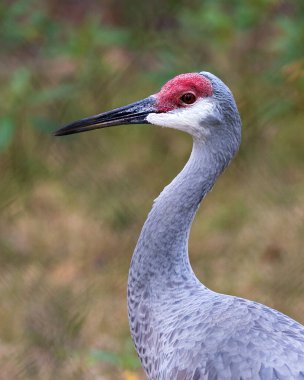 Kum tepesi vinci baş yakın profil görüntüsü bulanık arka plan tüyleri, kafası, uzun boynu, gagası, yaşam alanı ve ortamında kırmızı tacı gösteriyor. 