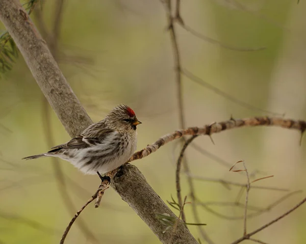 Roter Pollenvogel Thront Auf Einem Ast Mit Verschwommenem Hintergrund Seiner — Stockfoto