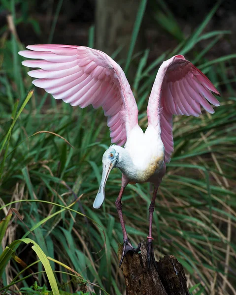 Burung Roseate Spoonbill Bertengger Dengan Sayap Yang Menyebar Dengan Latar — Stok Foto