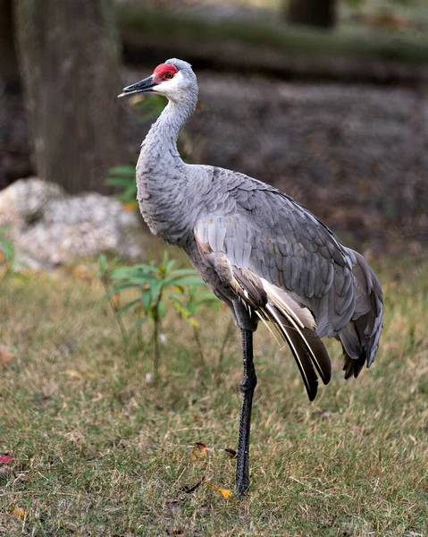 Grue Canada Vue Profil Rapprochée Avec Fond Feuillage Montrant Plumage — Photo