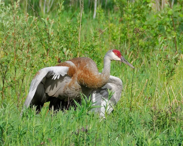 Vue Profil Rapprochée Grue Des Montagnes Sable Avec Ses Ailes — Photo