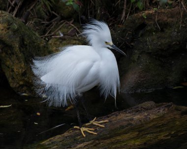 Karlı Egret yakından profil görüntüsü, tüylü tüyleri, beyaz tüyleri, başı, gagası, siyah bacakları, çevresindeki gözü ve siyah bir zıtlık arka planıyla çevreleyen bir kütüğe tünemiş..