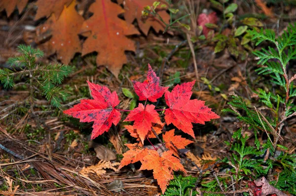 Otoño Paisaje Hojas Arce Multicolor Suelo Con Agujas Abeto Pinos —  Fotos de Stock