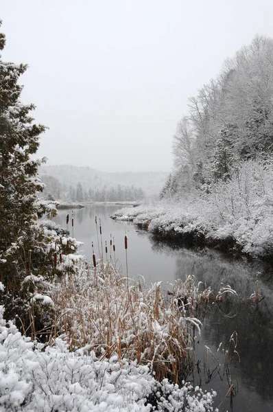 Paesaggio Invernale Che Mostra Sua Coperta Bianca Alberi Bestiame Fiume — Foto Stock