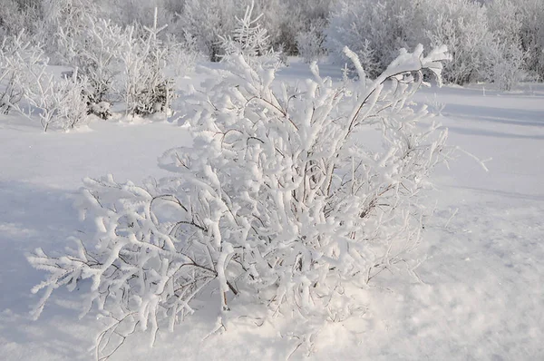 Winter Scenery Displaying Its White Blanket Trees Ground Winter Season — Stock Photo, Image