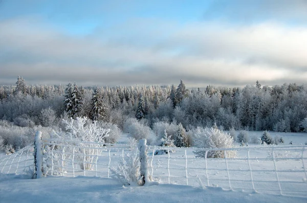 Winterlandschaft Landschaft Mit Frostigem Zaun Frostigen Bäumen Schnee Blauem Himmel — Stockfoto