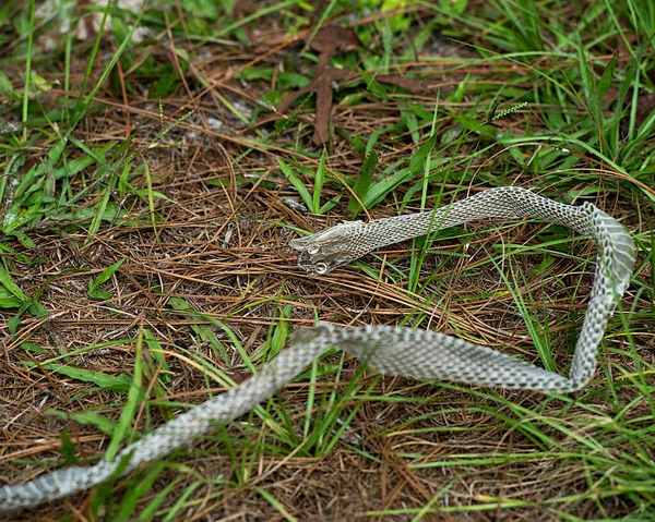 Schlangenhaut Auf Dem Umgebenden Boden — Stockfoto