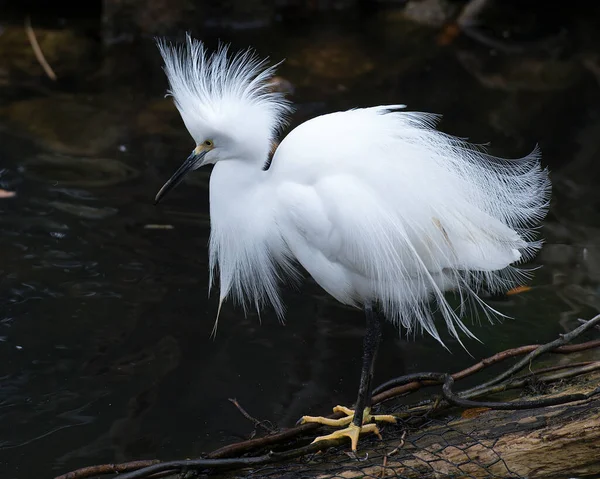 Snowy Egret Ptak Zbliżenie Profil Widok Czarnym Kontrastem Tło Wyświetlające — Zdjęcie stockowe