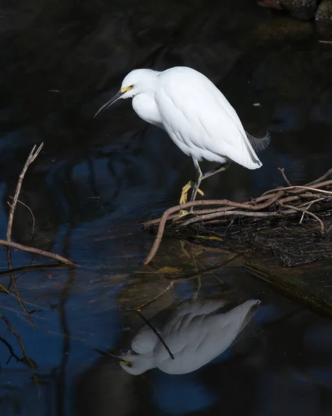 Snowy Egret Close Profile View Perched Branch Water Reflection Bird — Stock Photo, Image