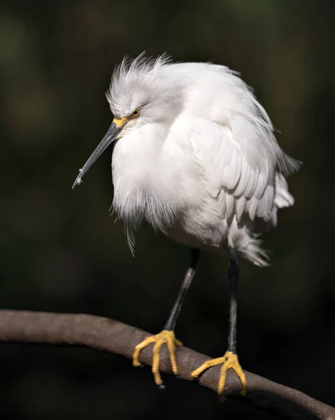 Snowy Egret Ptak Zbliżenie Profil Widok Usiadł Gałęzi Wyświetlając Białe — Zdjęcie stockowe