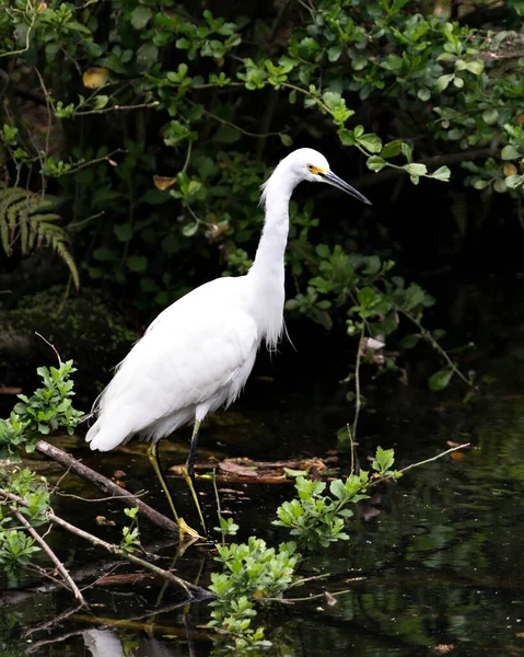 Aigrette Des Neiges Vue Profil Rapprochée Bord Eau Avec Feuillage — Photo