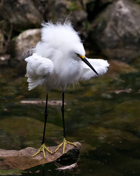 Snowy Egret Ptak Zbliżenie Profil Widok Stojący Skałach Mech Tle — Zdjęcie stockowe