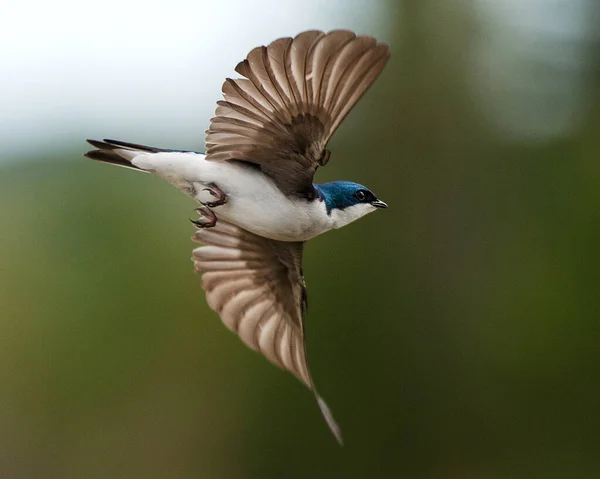Swallow bird flying exposing its spread wings, body, beak, eye, head, feet, wings, tail with a blur background.
