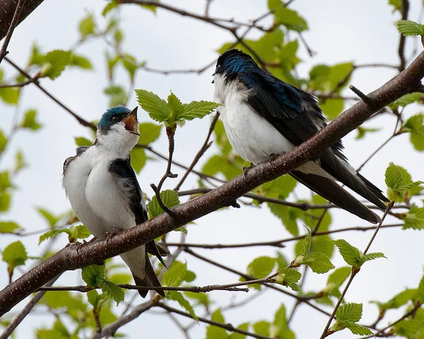 Two sparrow birds conversing, singing on a tree branch with a bokeh background displaying its blue feathers, white breast, beaks, feet, bird tails in its environment and surrounding.