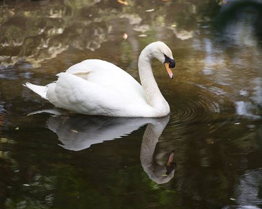 Sudaki beyaz kuğu, vücudunu, başını, gagasını, gözünü ortaya çıkarıyor. Yansımasıyla kanatlarını açıyor..