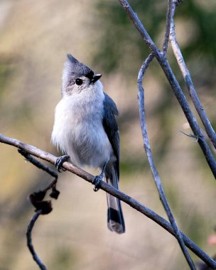 Titmouse kuşunun yakın plan profil görüntüsü çevresindeki bokeh arkaplanı ve çevresindeki bir dala tünemiş.