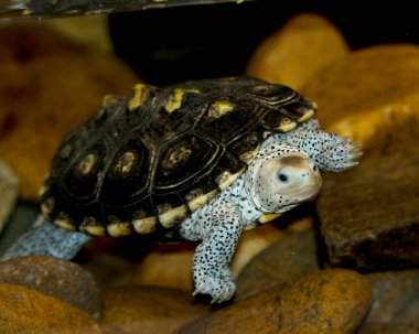 Ormate Diamonback Terrapin kaplumbağaları çevresindeki ve çevresindeki sularda yakın çekim profil görüntüsü.