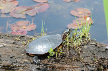 Havuzdaki bir kütüğe boyanmış kaplumbağa. Kaplumbağa kabuğu, başı, pençeleri çevrede ve etrafını saran nilüferler..    