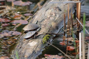 Havuzdaki bir kütüğe boyanmış kaplumbağalar. Çevrelerinde nilüfer yaprağı var..