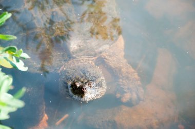 Kaplumbağayı sisli suda kapan kaplumbağa, kaplumbağa kabuğunu, kafasını, gözünü, burnunu, yapraklı pençelerini ve kayalarını nehrin dibinde çevresini ve etrafını gösteriyor..