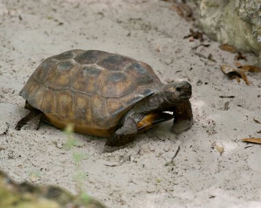 Çevresinde karapas ve kaplumbağa kabuğu gösteren bir kaplumbağa sincap-kaplumbağa..