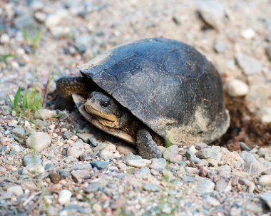 Misk Kokusu Kaplumbağası yakından profil görüntüsü Carapace ve Shell 'i gösteriyor, çevresinin ve çevrenin tadını çıkarıyor.