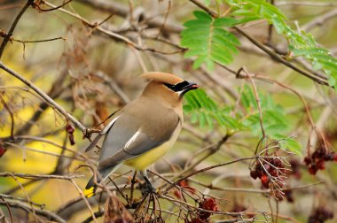 Vızıldayan kuş arka planda tünemiş ve çevresindeki güzel renkleri ortaya çıkarmış..