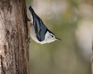 Beyaz göğüslü Nuthatch Kuşu, çevresindeki bulanık bir arka plan ve çevresine sahip yakın plan profili olan bir ağaca tünemişti..