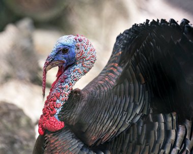 Vahşi hindi kafası yakından profil görüntüsü, arka plan görüntüsü kafa, gaga, göz, gıdak, çene, çevresi ve çevresini gösteriyor. 