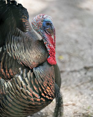 Vahşi hindi kafası yakından profil görüntüsü, arka plan görüntüsü kafa, gaga, göz, gıdak, çene, çevresi ve çevresini gösteriyor. 