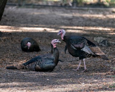 Arka planda tüylerini gösteren vahşi hindi kuşları, kırmızı, yeşil, bakır, bronz ve altın tüyler, renkli tüyler, tüysüz mavi kafa, kuyruk, çevresindeki ve çevresindeki.