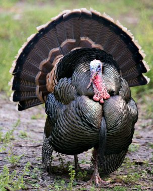 Vahşi hindi kuşu yakından profil görüntüsü kafa, gaga, göz, gıdak, kuyruk tüyleri, çevresindeki tüyler ve çevresini gösteren bokeh arkaplan görüntüsü 