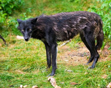 Kurt hayvan profil görüntüsü ıslak kürk manto ve ormanda yağan yağmurdan sonra dökülen kışlık ceket siyah gümüş kürk manto, baş, göz, kulak, ağız, pençeler, çevresindeki kuyruk ve çevresini çevreleyen yeşil bir arka plan